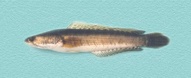 Image of Asian Snakehead