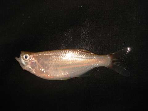 Image of Fowler&#39;s danio