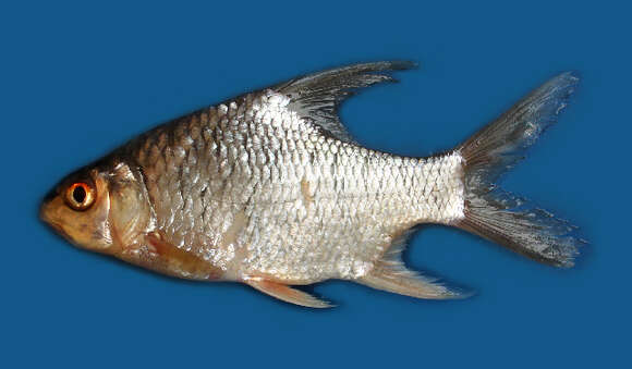 Image of Bulu Barb