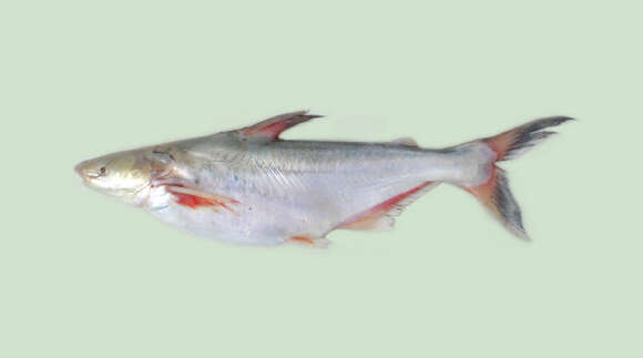 Image of Pangasius nasutus (Bleeker 1863)