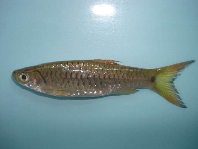 Слика од Rasbora paviana Tirant 1885