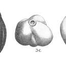 Image of Quinqueloculina striata d'Orbigny ex Guérin-Méneville 1832