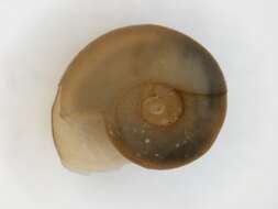 Image of Thames ram's-horn snail