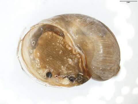 Image of <i>Lymnaea peregra</i>