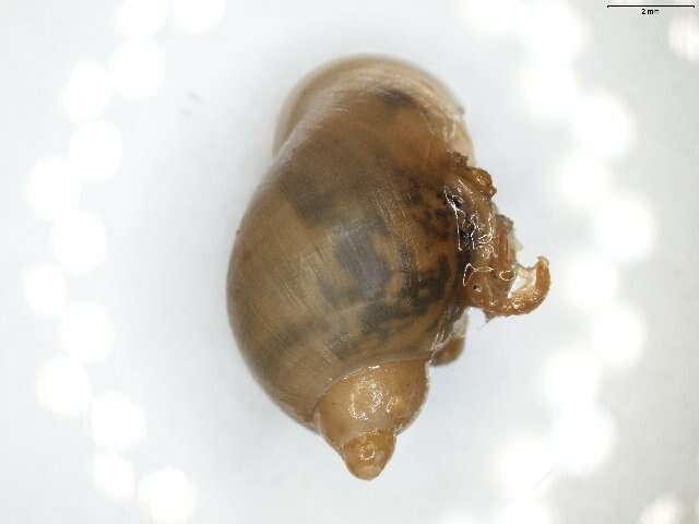 Image of <i>Lymnaea peregra</i>