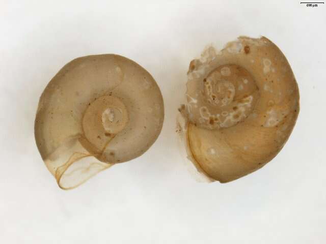 Image of Thames ram's-horn snail