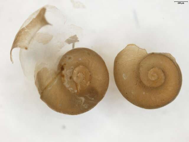 Image of Thames ram's-horn snail