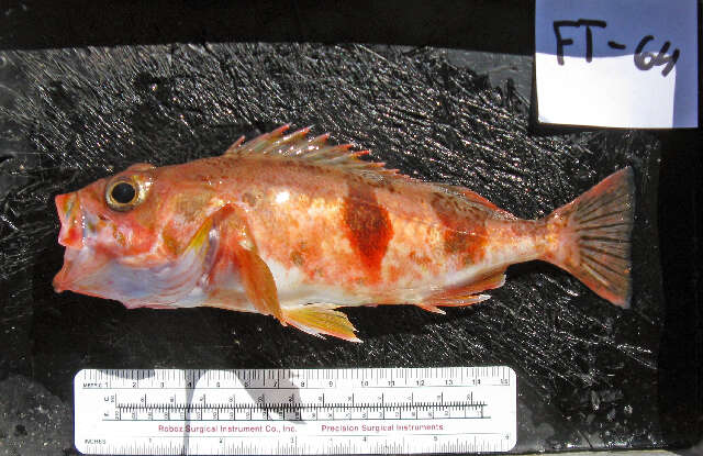 Image of Halfbanded rockfish