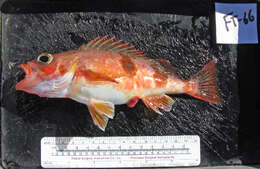 Image of Halfbanded rockfish