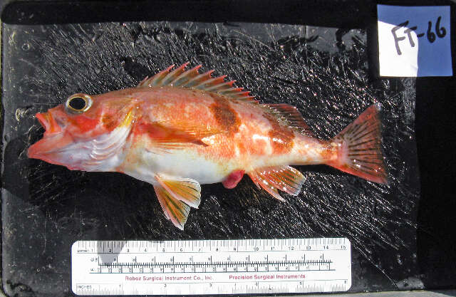 Image of Halfbanded rockfish