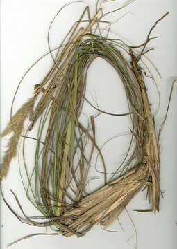 Image of Capeochloa