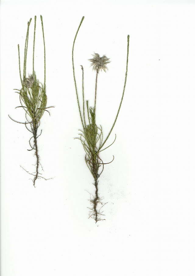 Image of Angiosperms