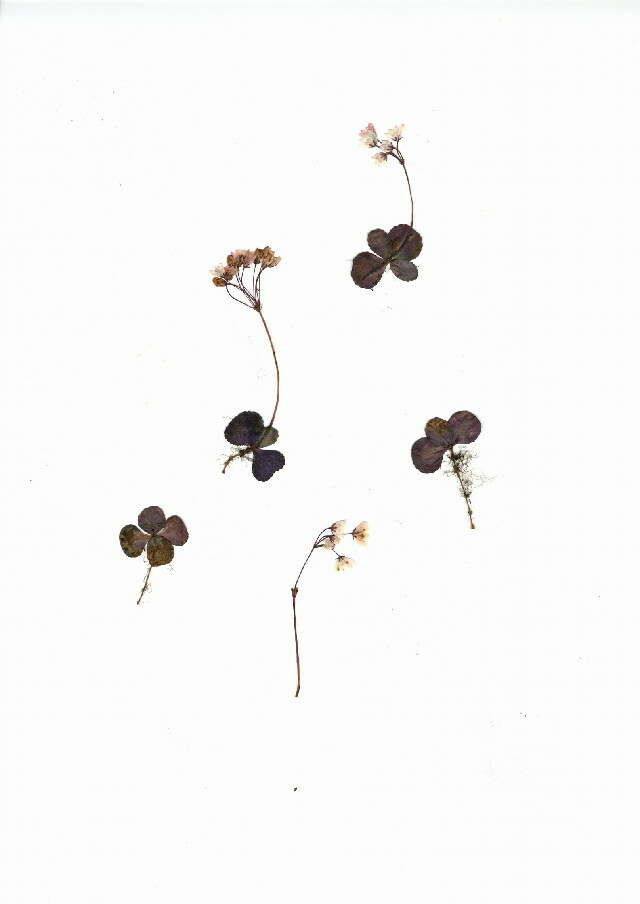 Image of Saxifragales