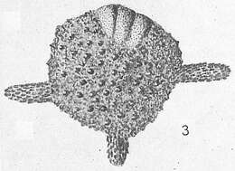 Слика од Calcarina mayori Cushman 1924