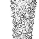 Image of Pseudoclavulina serventyi (Chapman & Parr 1935)