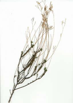 Image of Superasterids