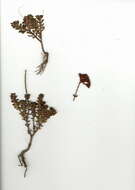 Saxifragales resmi