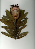 Image of protea