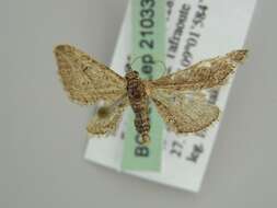 Image of Eupithecia unedonata Mabille 1867