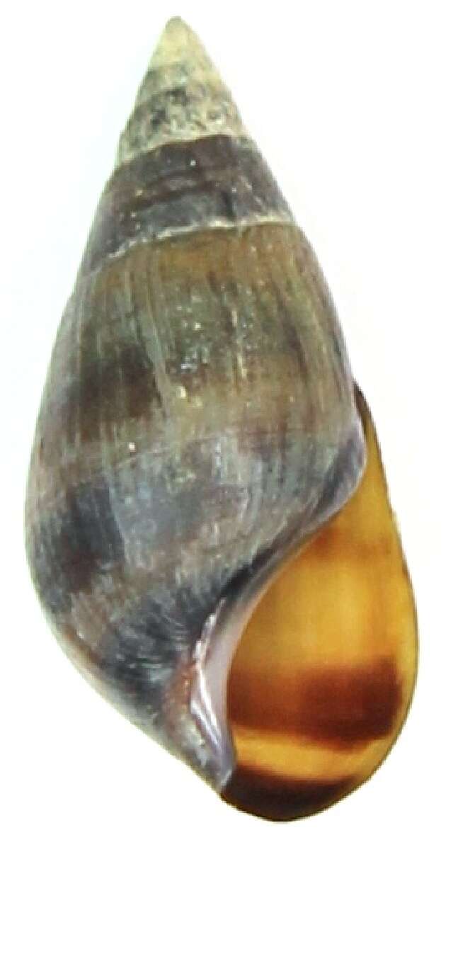 Image of Melanopsis parreyssii