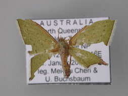 Image of <i>Cosmogonia decorata</i>