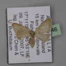 Image of Idaea