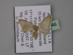 Image of Idaea