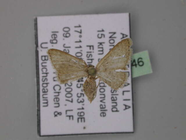 Image of Idaea