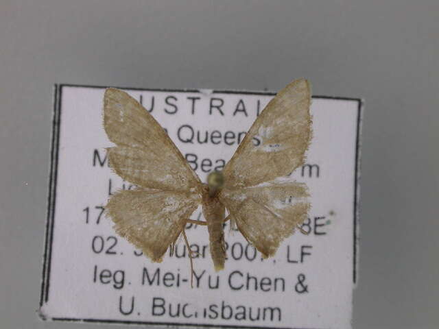 Image of Idaea coercita Lucas 1900