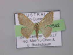 Image de Idaea uniformis Warren 1896