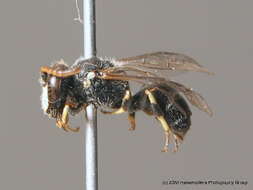 Imagem de Hylaeus hyalinatus Smith 1842