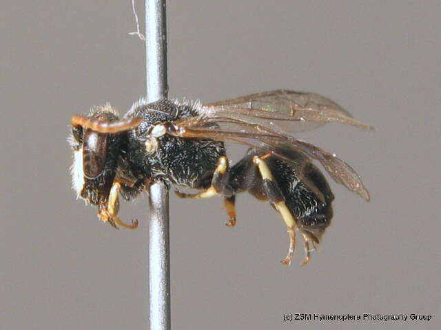 Imagem de Hylaeus hyalinatus Smith 1842