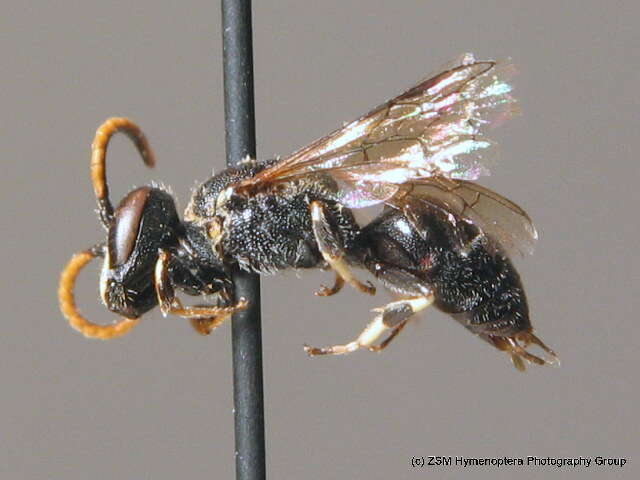 Imagem de Hylaeus hyalinatus Smith 1842