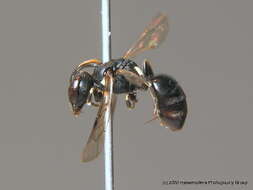 Image of <i>Hylaeus dilatatus</i>