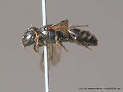 Image of <i>Hylaeus dilatatus</i>