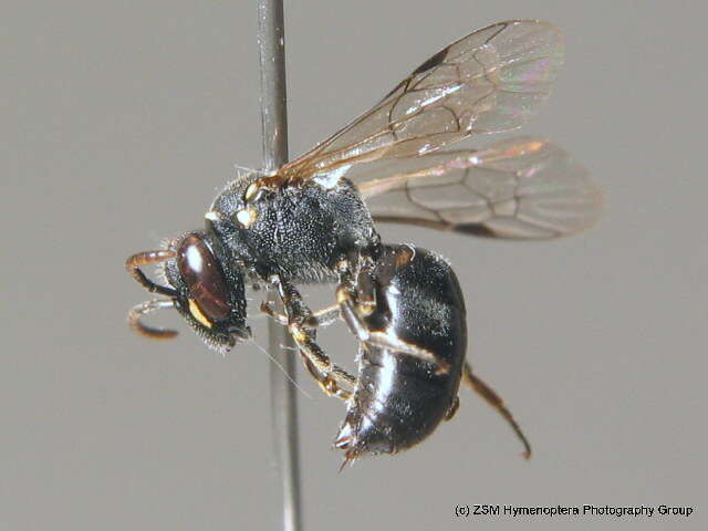 Imagem de Hylaeus hyalinatus Smith 1842