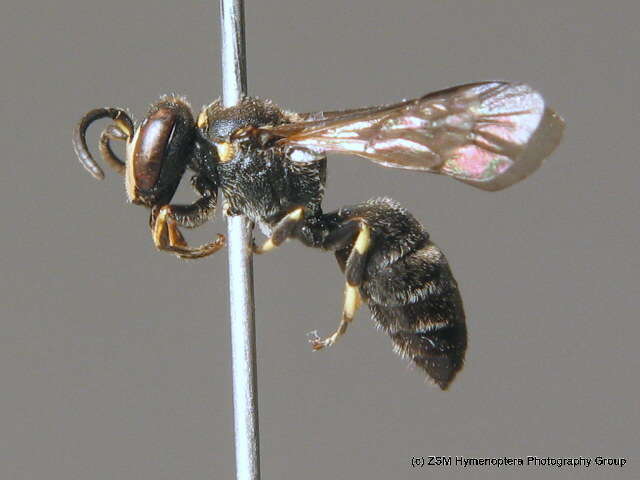 Image of Hylaeus gibbus Saunders 1850