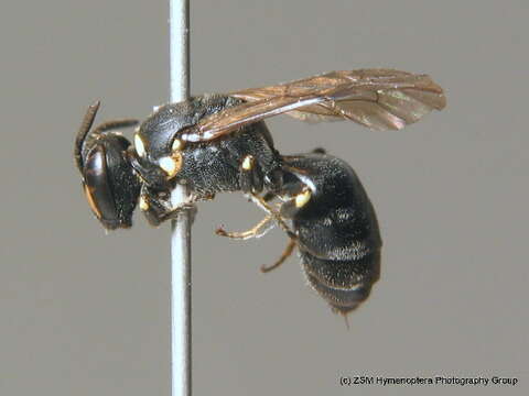 Image of Hylaeus gibbus Saunders 1850