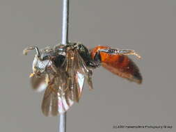 Sphecodes rufiventris (Panzer 1798) resmi