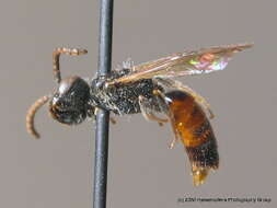 Sphecodes miniatus Hagens 1882 resmi