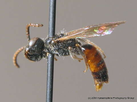 Image de Sphecodes miniatus Hagens 1882