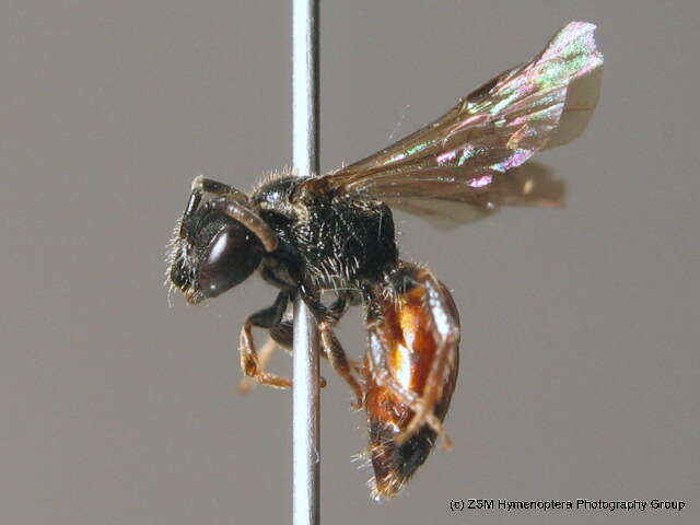 Sphecodes geoffrellus (Kirby 1802) resmi