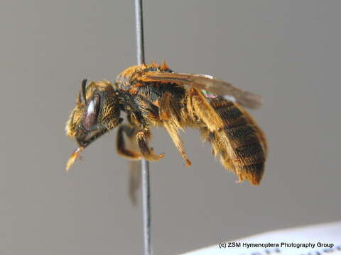 Image of Halictus scabiosae (Rossi 1790)