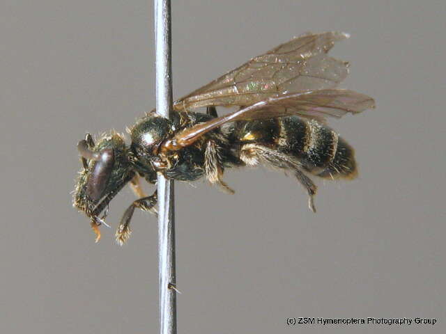 Lasioglossum nitidulum (Fabricius 1804)的圖片