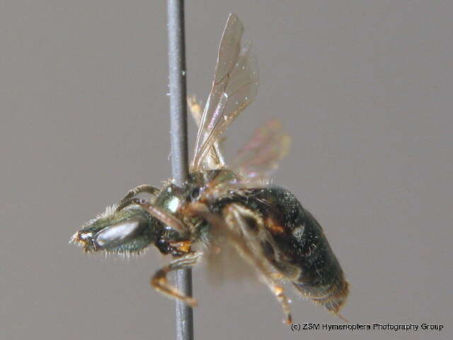 Lasioglossum nitidulum (Fabricius 1804)的圖片