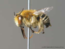 Image of Anthophora bimaculata (Panzer 1798)