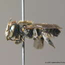 Megachile flabellipes Pérez 1895的圖片