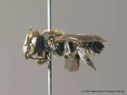 Megachile flabellipes Pérez 1895的圖片