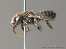 Megachile flabellipes Pérez 1895的圖片