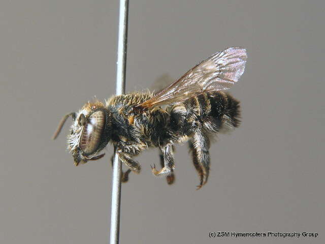 Megachile flabellipes Pérez 1895的圖片